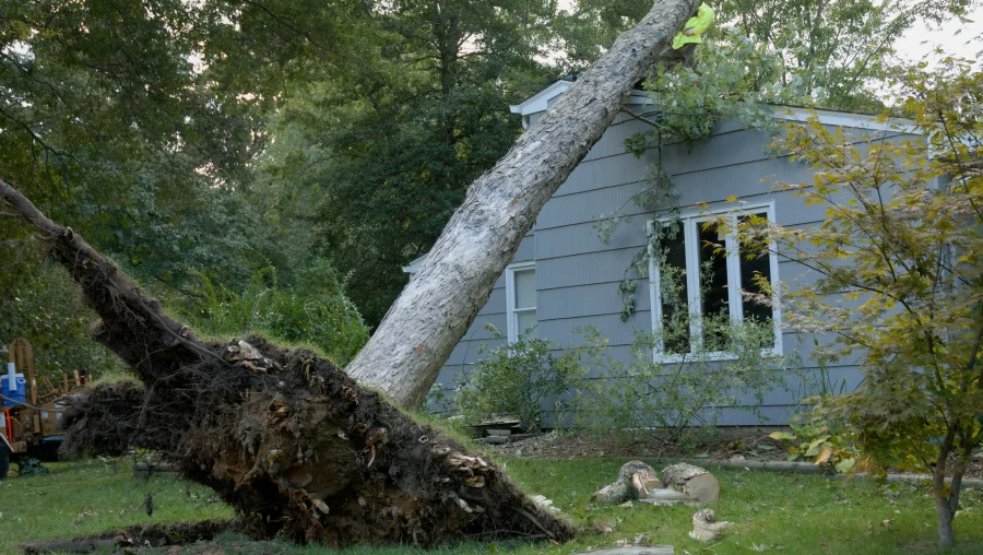 Emergency Tree Services image Emergency Tree Services image